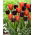 Set of 2 tulip varieties 'Queen of Night' + 'Annie Schilder' - 50 pcs