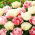 Set of 2 tulip varieties 'Foxtrot' + 'Mount Tacoma' - 50 pcs