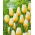 Tulpė 'Lemon Chiffon' - didelė pakuotė - 50 vnt.