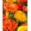 Set of 2 tulip varieties 'Sun Lover' + 'Yellow Pomponette' - 50 pcs