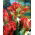Papegoja tulpan 'Exotic Parrot' - stort paket - 50 st