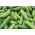 Cetriolo "Edyp F1" - NANO-GRO - aumenta il volume del raccolto del 30% - 