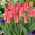 Low-growing tulip - Greigii pink - large package - 50 pcs