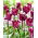 Tulipa Negrete Crown '- pacote grande - 50 pcs.