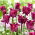 Tulipa Negrete Crown '- pacote grande - 50 pcs.
