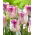 Tulip 'Oviedo' - large package - 50 pcs