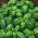 Basil - Genoveser - Green - Ocimum basilicum - Classic Herb for Fresh and Dried Use - Fresh Seeds