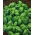Basil - Genoveser - Green - Ocimum basilicum - Classic Herb for Fresh and Dried Use - Fresh Seeds