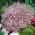 Ružová alpská gypsophila; plazivý detský dych - 