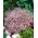 Ružová alpská gypsophila; plazivý detský dych - 