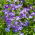 Lobelia "Riviera" - azul con un ojo blanco - 