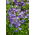 Lobelia "Riviera" - azul con un ojo blanco - 