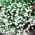 Lobelia cu flori albe - 