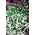Lobelia cu flori albe - 