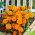 Zwerg-Ringelblume - orange blühend - Calendula offficinalis