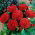 Red daisy "Monstrosa"