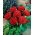Red daisy "Monstrosa"