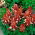 Salvia escarlata "Vista"; salvia tropical - 