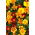 Marigold "Disco" - low growing, single flowered variety mix