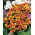 Marigold "Disco" - single flowered, low growing, carmine-yellow
