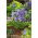 Zvonek broskvolistý - modrý - Campanula persicifolia - Elegantní trvalka do skalek - Čerstvá semena