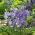 Zvonek broskvolistý - modrý - Campanula persicifolia - Elegantní trvalka do skalek - Čerstvá semena