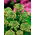 Red-flowered garden mignonette; common mignonette