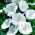 Malva árvore de flor branca - 