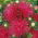 Jarum kelopak aster - merah muda tua - 