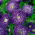 Aster violeta de doble flor "Sidonia" - 