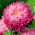 Dvocvjetni karmin aster "Sidonia" - 