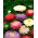 Aster de doble flor "Sidonia" - mezcla de colores - 