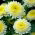 Double-flowered yellow aster "Sidonia"