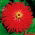 Zinnia comună - roșie, cu flori de crizantemă; tinerețe și vârstă, elegantă zinnia - 