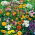 Selección anual de plantas melíferas - 
