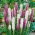Lampepudser/pragtskær - blanding - Liatris spicata - Høje, dunede blomster til flerårige bede - Friske frø
