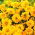 Semi di zecca a fiore grande "Presto" - fiore doppio - 