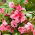Baumier de jardin "Irma"; rose baumier, touche-moi-pas, muflier tacheté - 