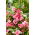 Baumier de jardin "Irma"; rose baumier, touche-moi-pas, muflier tacheté - 