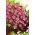 Pink saxifrage - rózsaszín szőnyeg a kertben; rockfoil - 