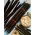 Black salsify "Hoffmanns Schwarze Pfahl"; Salsify Sepanyol, tanaman tiram hitam, akar ular, ramuan ular, rumput ular, scorzonera - 