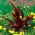 Blood amaranth "Red Fox"; red amaranth, purple amaranth, prince's feather, Mexican grain amaranth