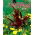 Blood amaranth "Red Fox"; red amaranth, purple amaranth, prince's feather, Mexican grain amaranth