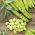 Babszem Rambos - 