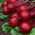 Red beetroot Borus