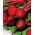 Ceryl bit merah - 