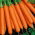 Morot Fama F1 - medium tidig sort - 