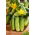 Field cucumber Avatar F1