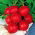 Radish Gama - runda röda rötter - 