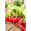 Radish Rota - Roma - red round roots